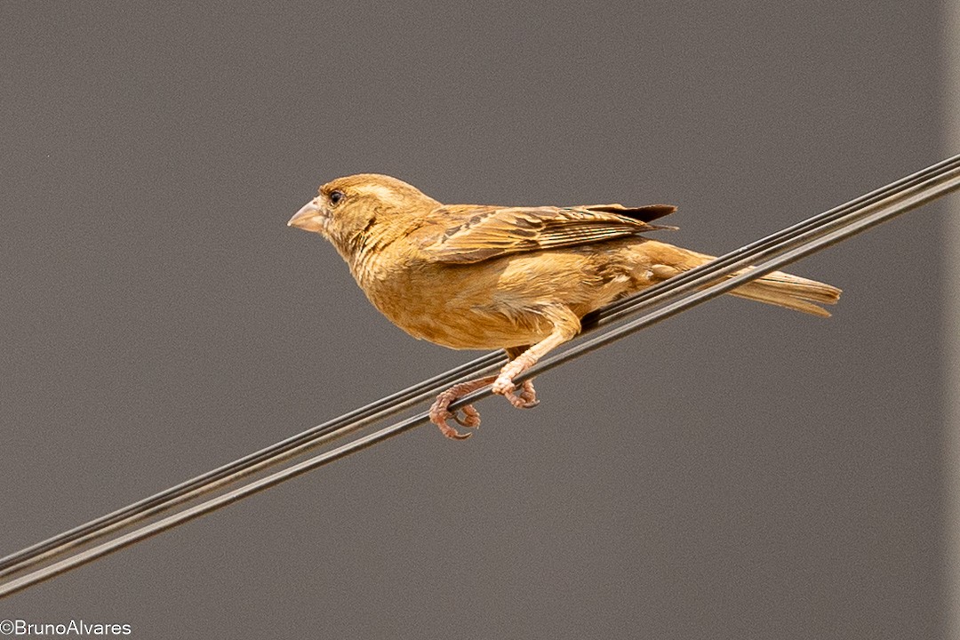 Горобець хатній - ML646872736