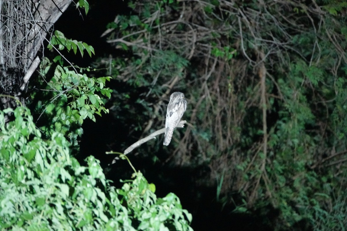 ジャマイカタチヨタカ - ML646872738