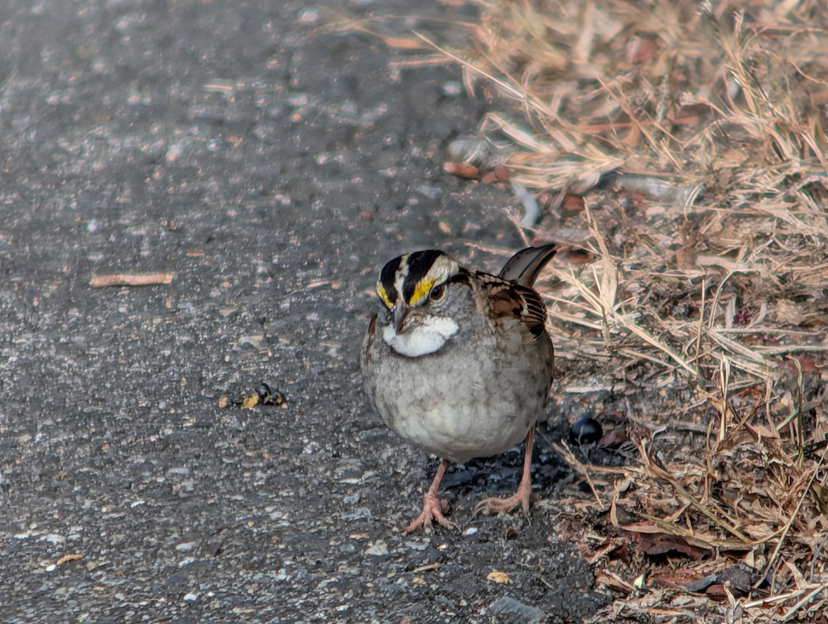 White-throated Sparrow - ML646872739