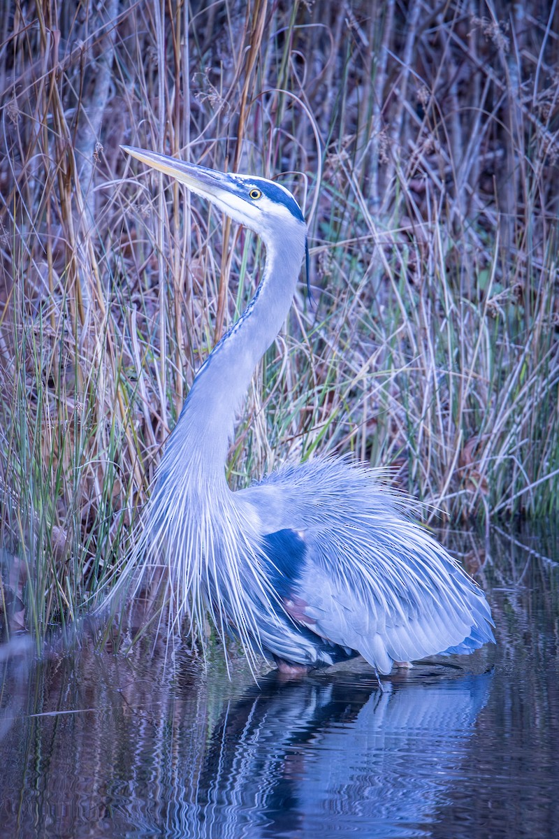 volavka velká - ML646872740