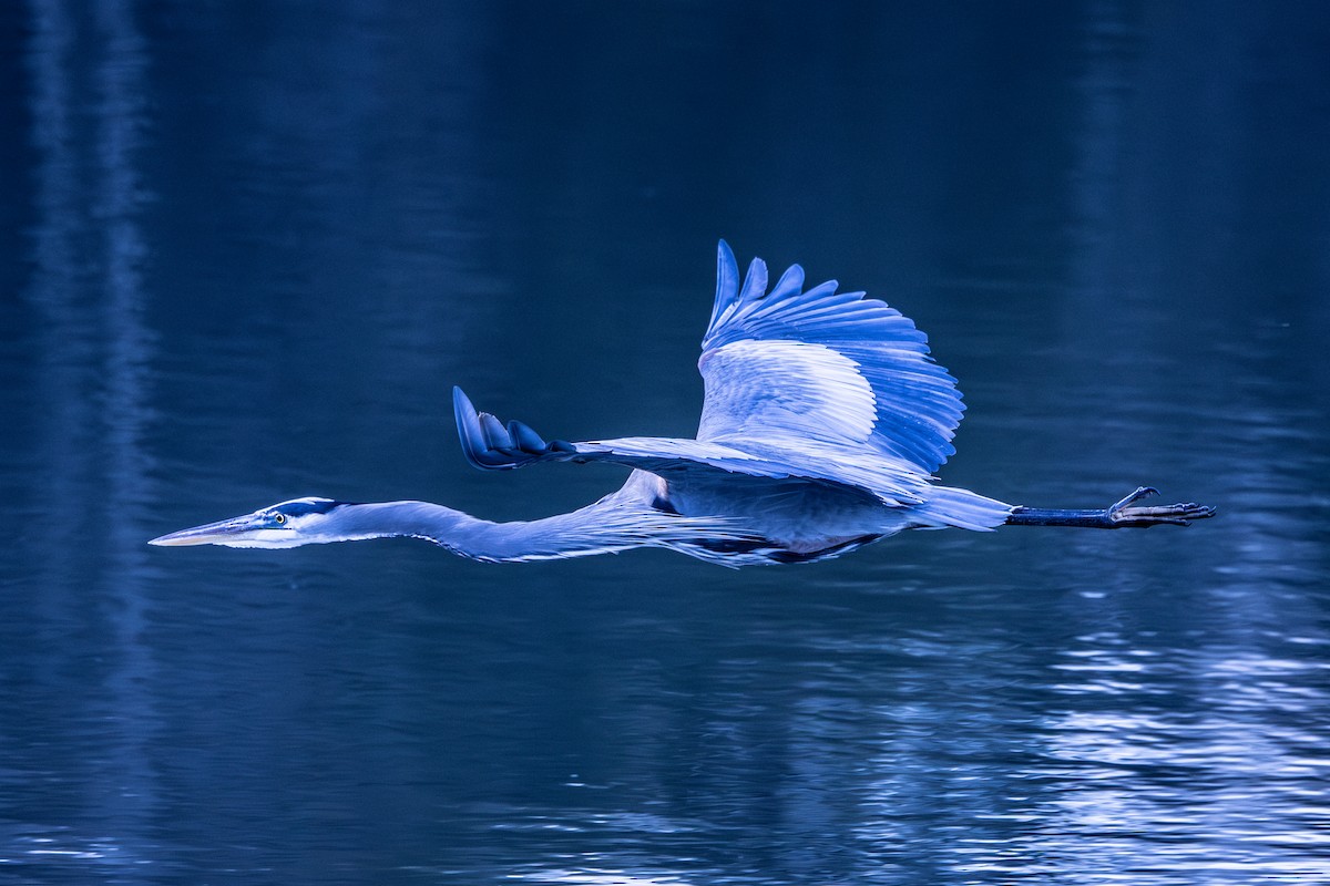 volavka velká - ML646872742