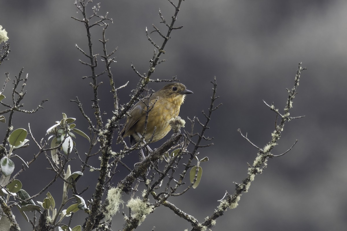 Tawny Antpitta - ML646872743