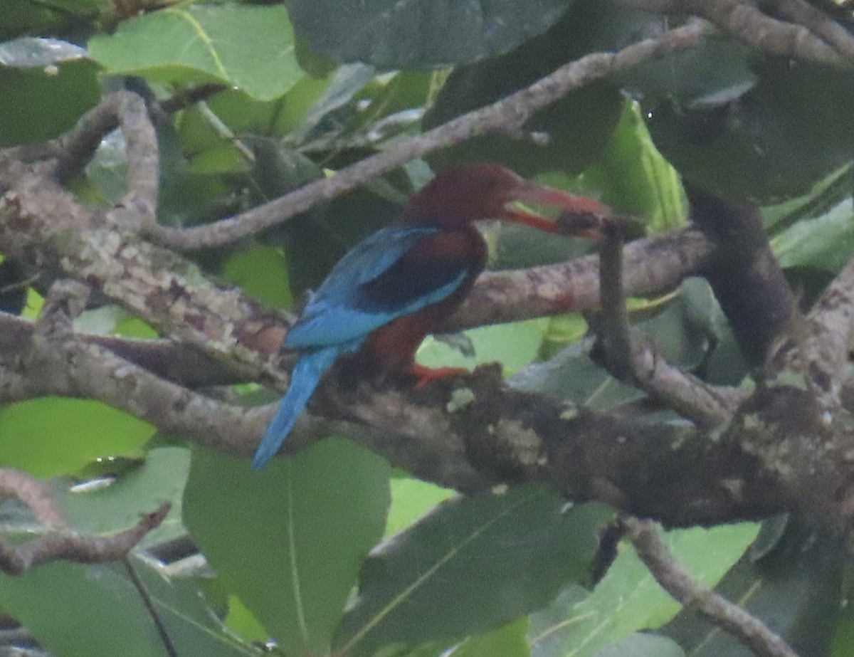 Альціон білогрудий - ML646872745