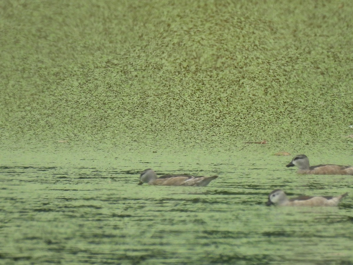 Koromandelzwergente - ML646872748