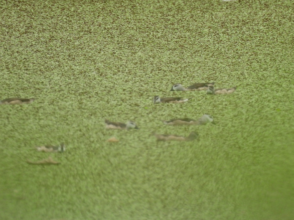 Koromandelzwergente - ML646872749