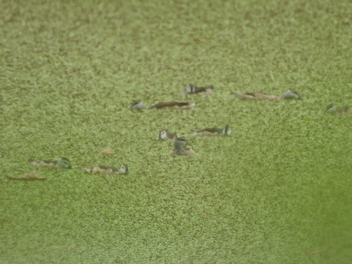 Koromandelzwergente - ML646872751