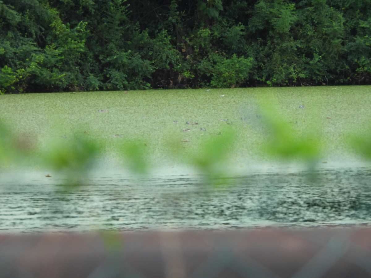 Koromandelzwergente - ML646872757