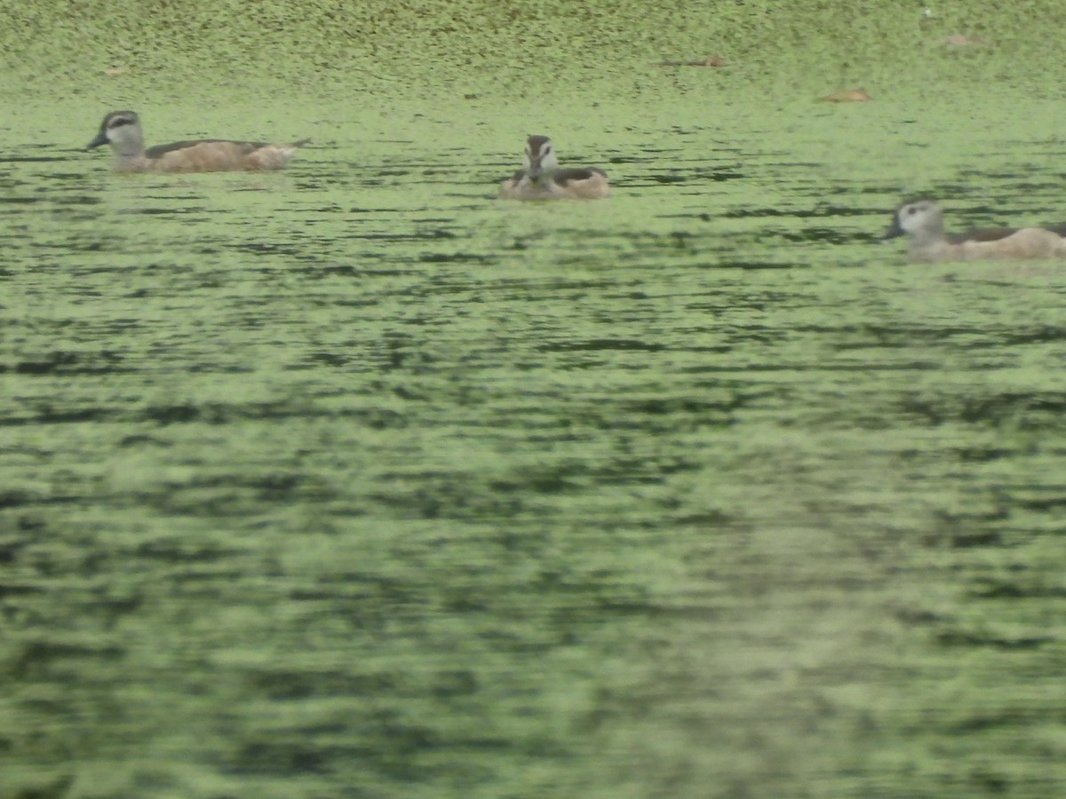 Koromandelzwergente - ML646872761