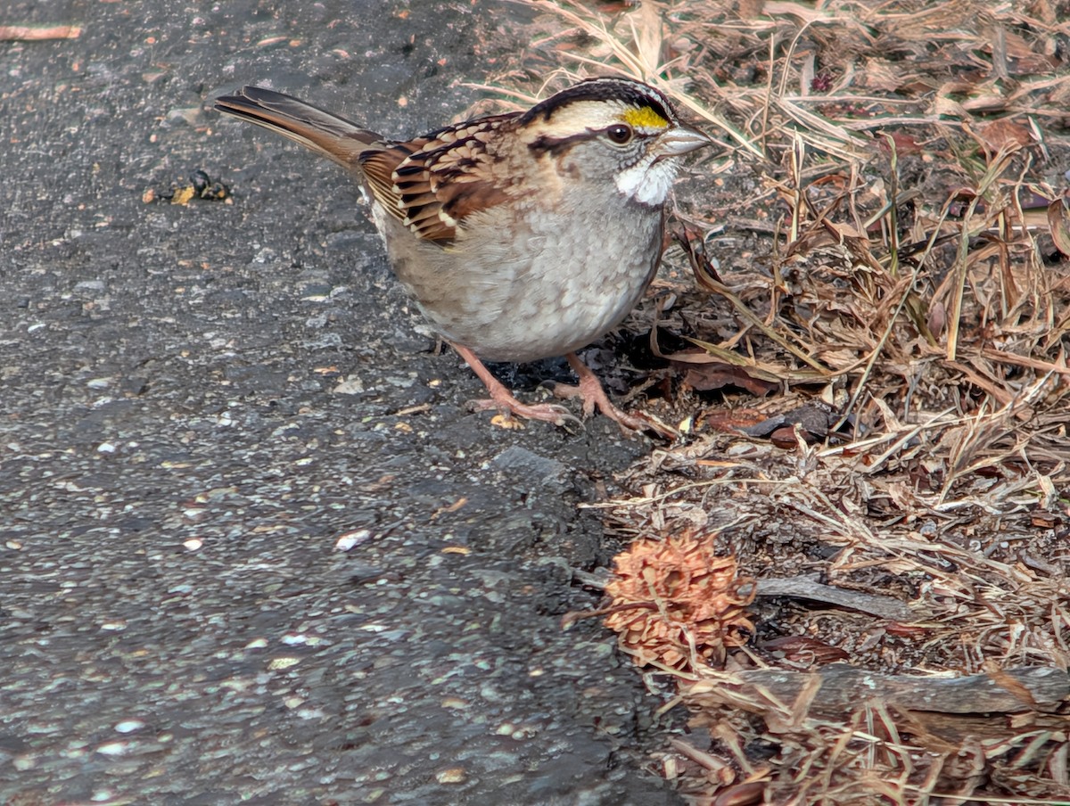 White-throated Sparrow - ML646872766