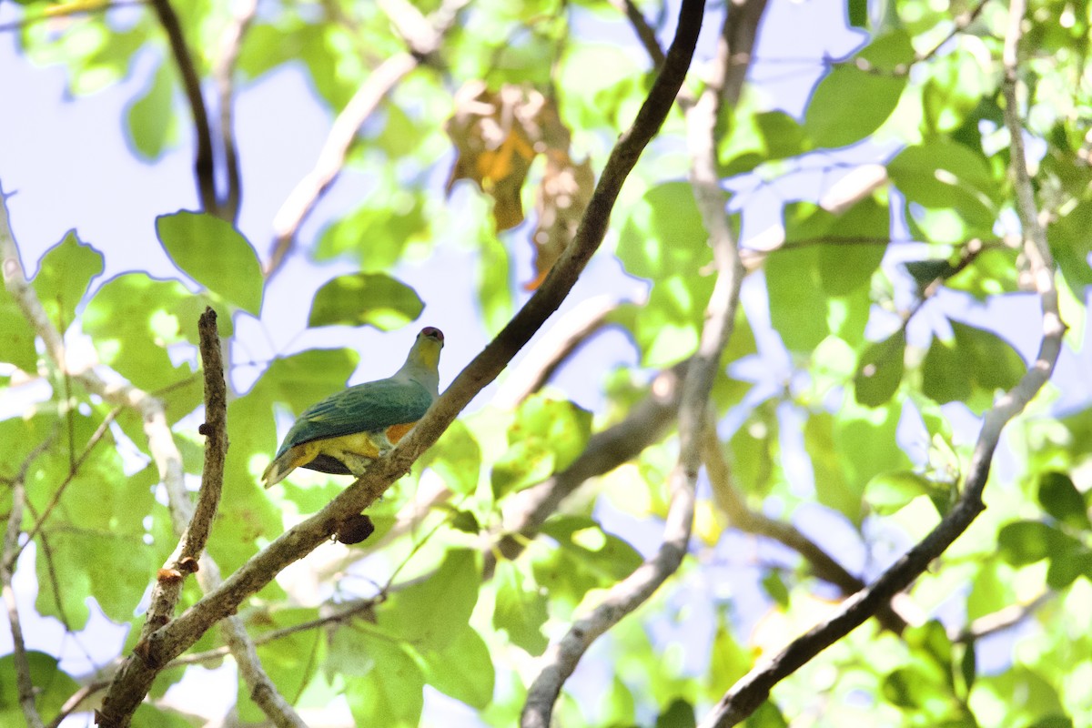 Тілопо королівський - ML646872767