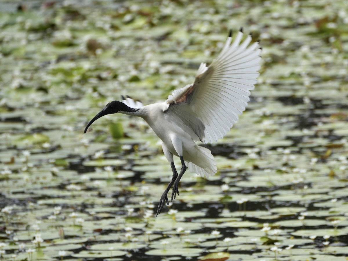 Australian Ibis - ML646872768