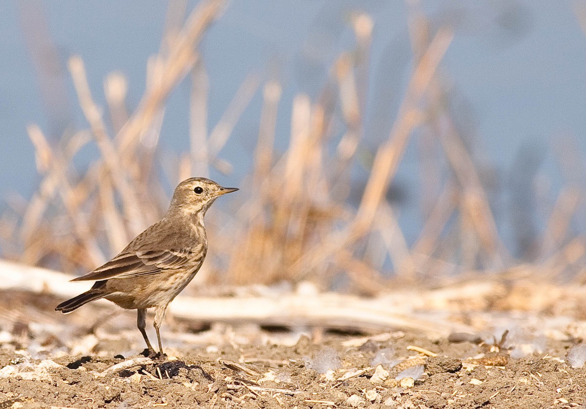 American Pipit - ML646872769