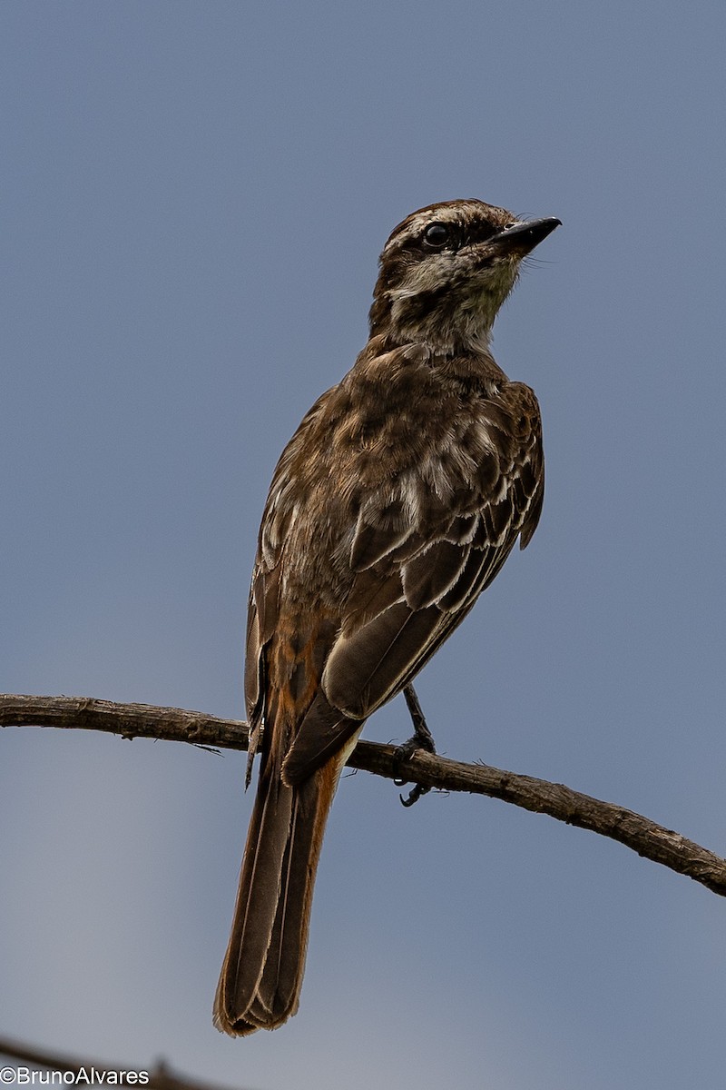 Variegated Flycatcher - ML646872771