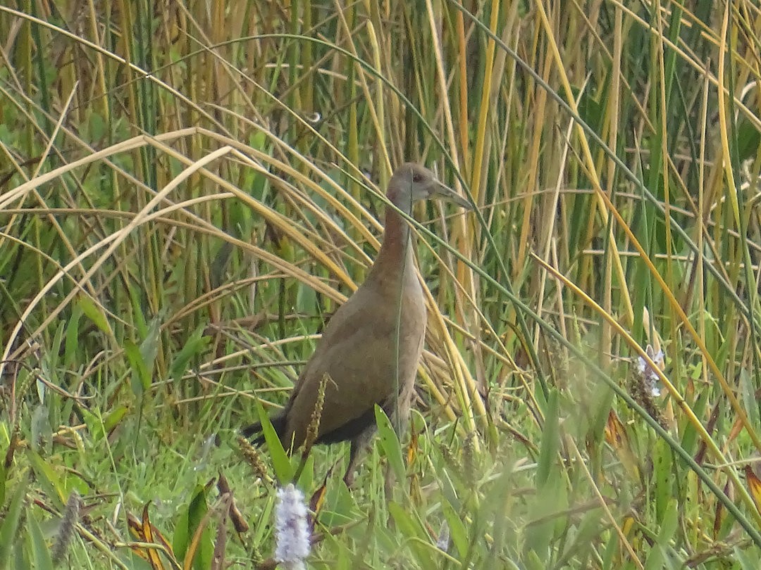 Пастушок гігантський - ML646872772