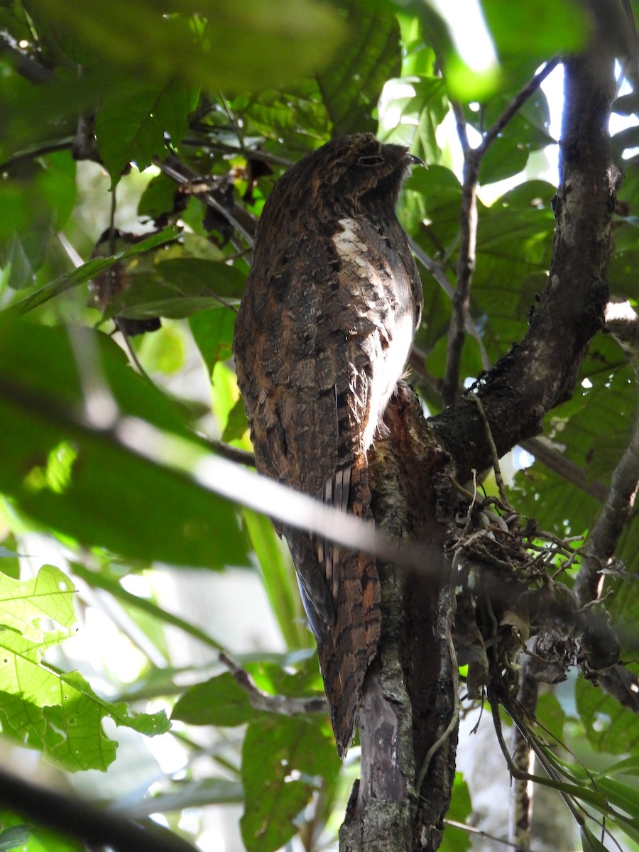 Long-tailed Potoo - ML646872774