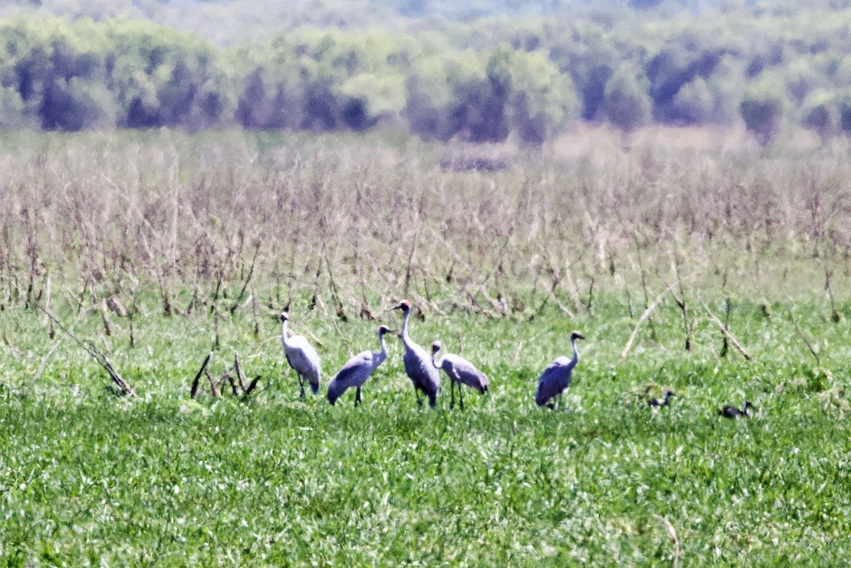 Журавель австралійський - ML646872775