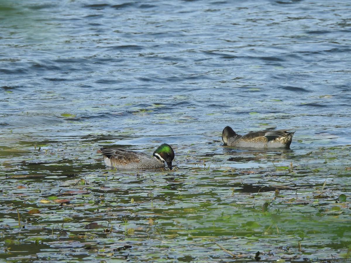 sibirand - ML646872776