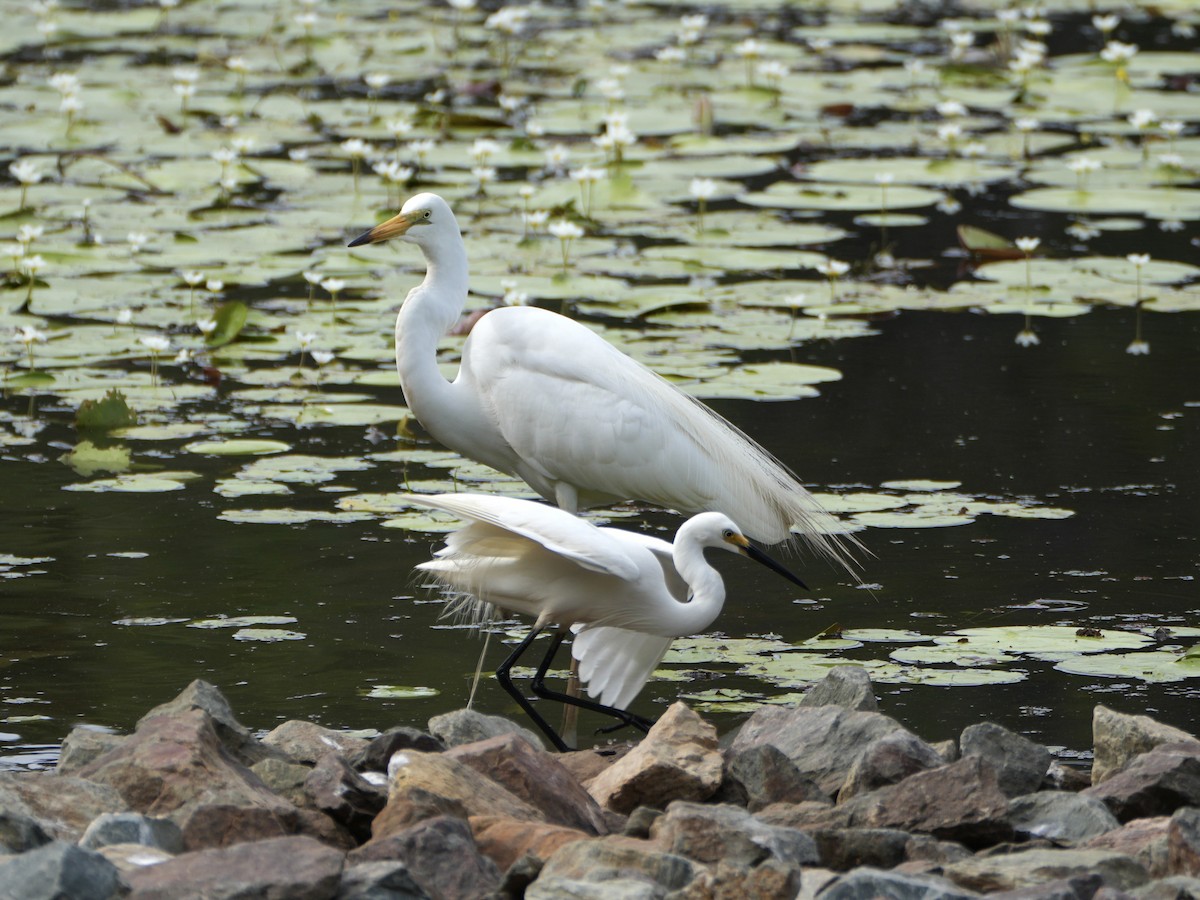 Seidenreiher - ML646872777