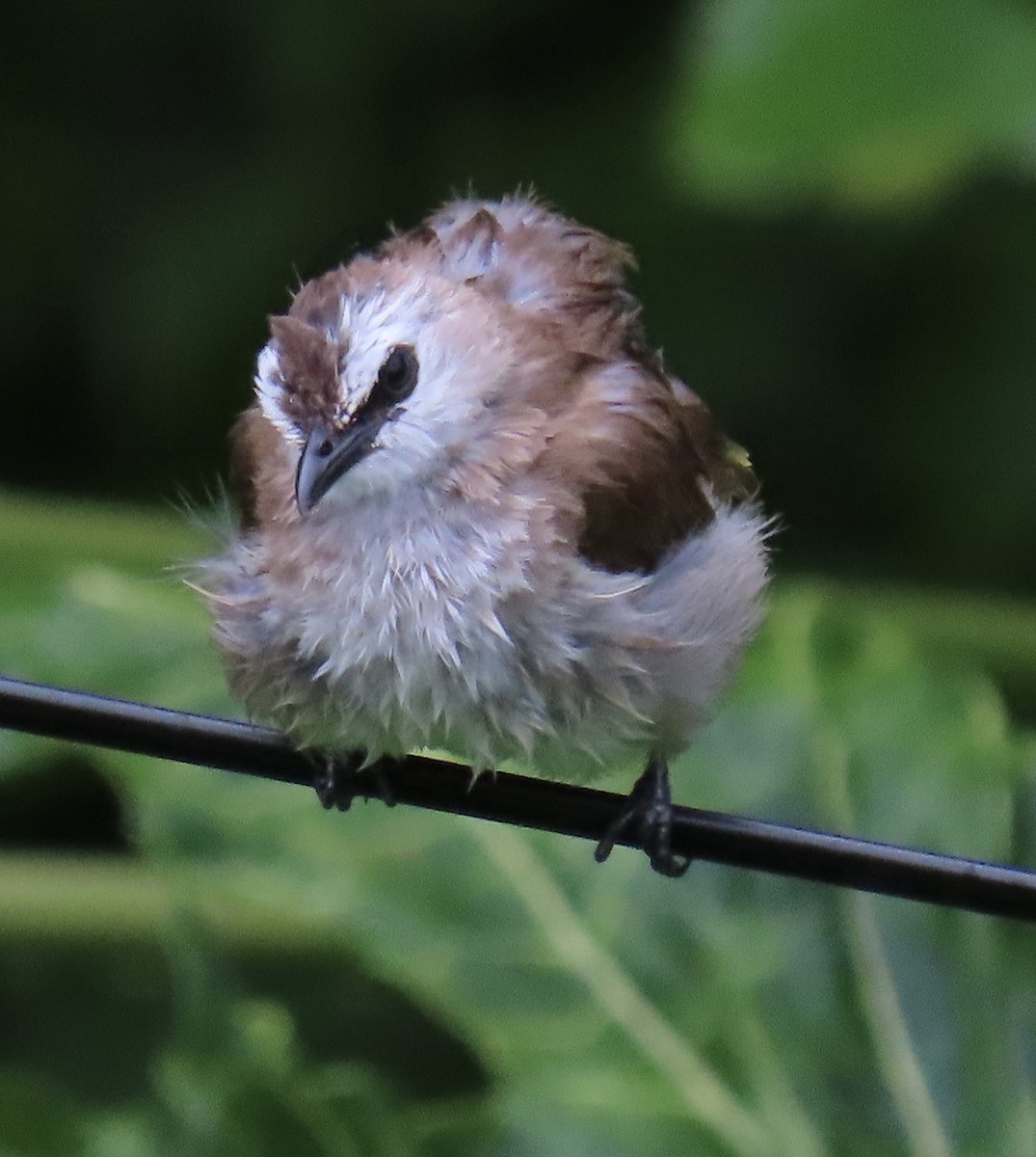 Бюльбюль широкобровий - ML646872778