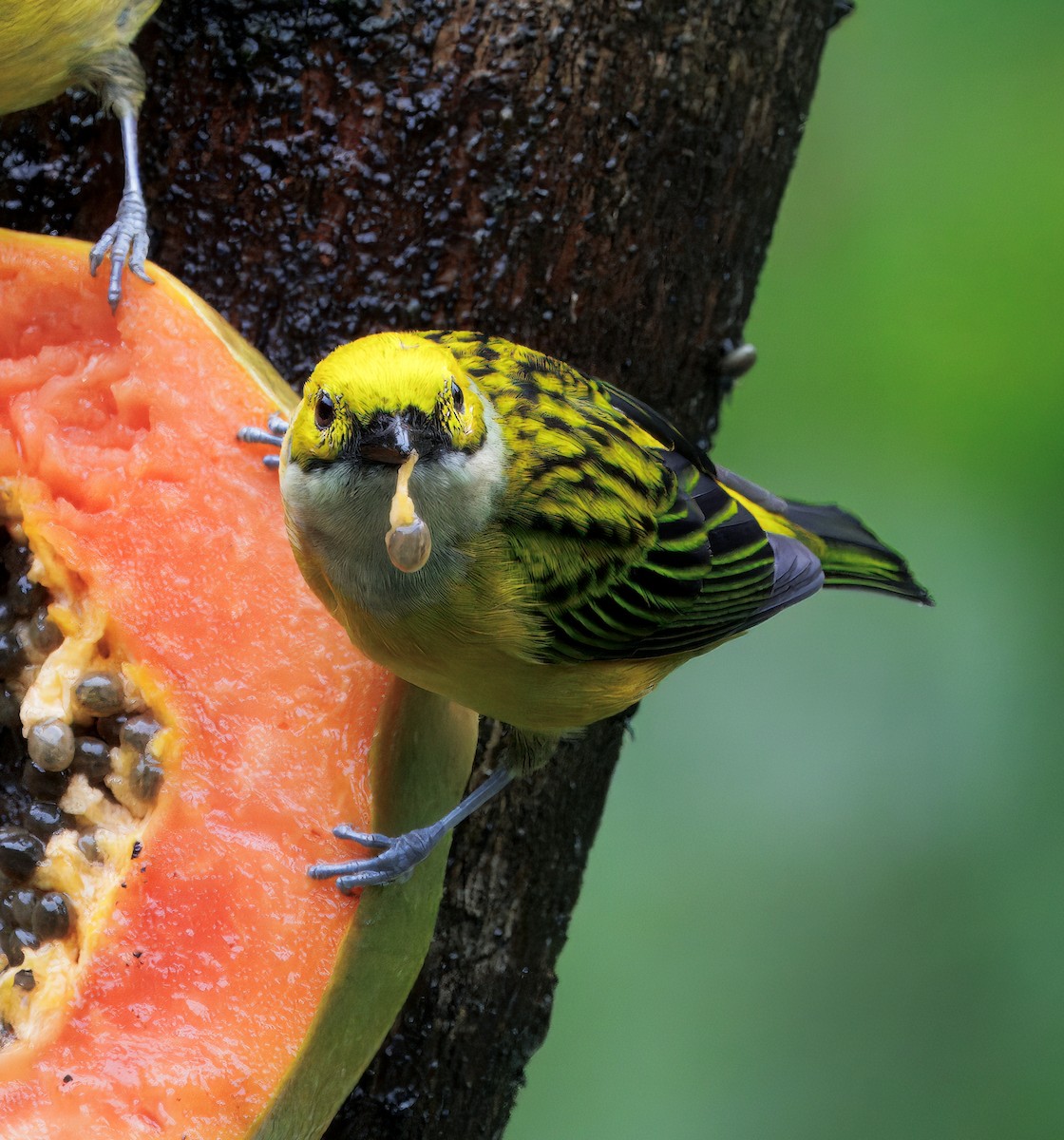 Gümüş Boyunlu Tangara - ML646872779