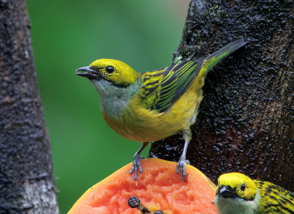 Gümüş Boyunlu Tangara - ML646872780