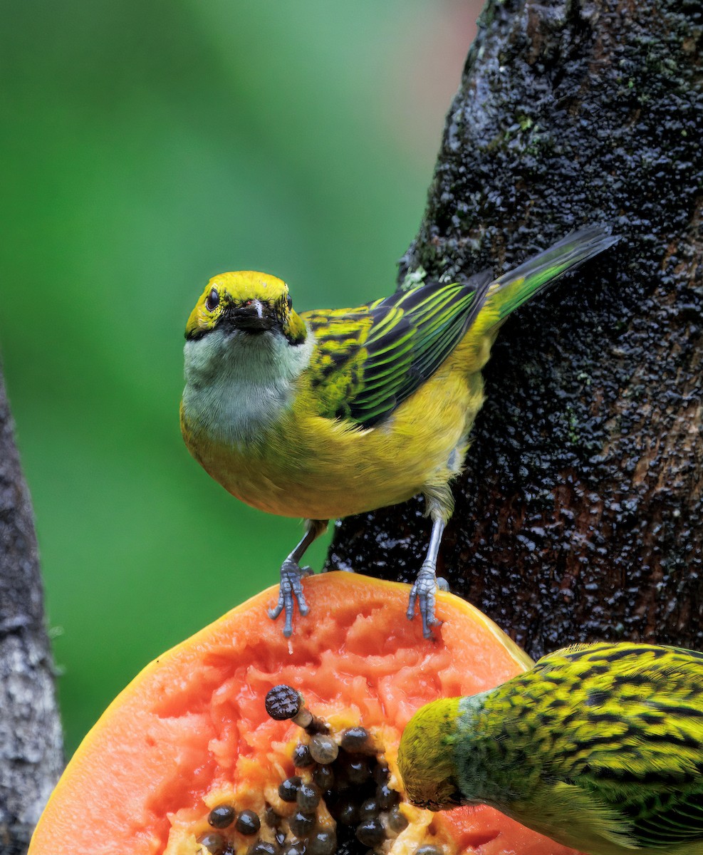 Gümüş Boyunlu Tangara - ML646872781