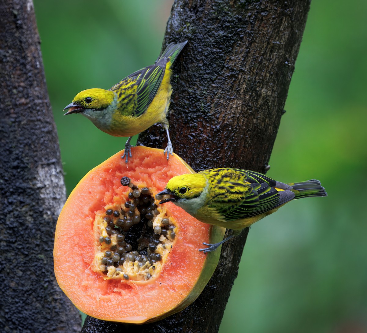 Gümüş Boyunlu Tangara - ML646872782