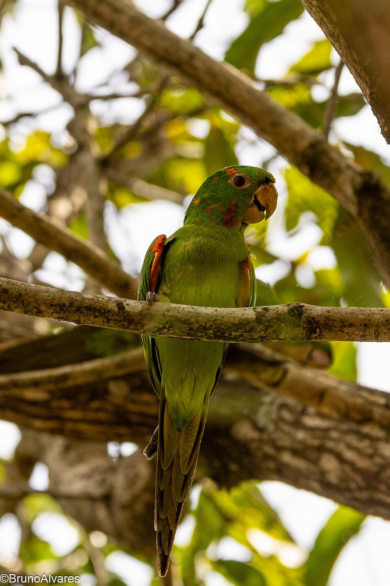 Аратинга венесуельський - ML646872785