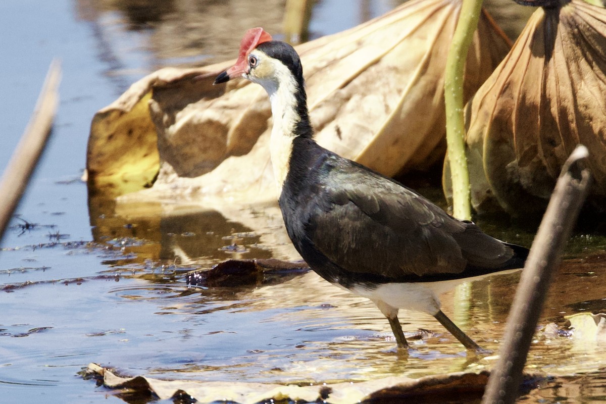 Якана гребінчаста - ML646872786