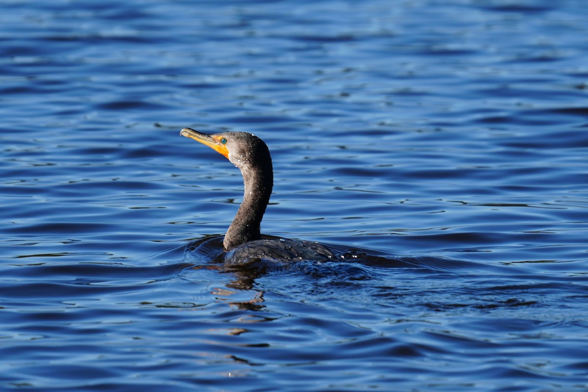 Double-crested Cormorant - ML646872787