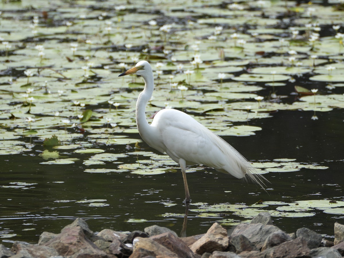 Great Egret - ML646872788