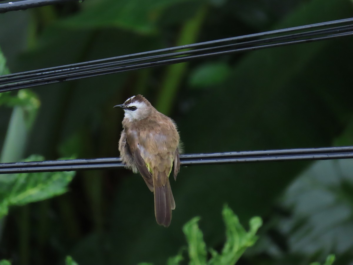 Бюльбюль широкобровий - ML646872789