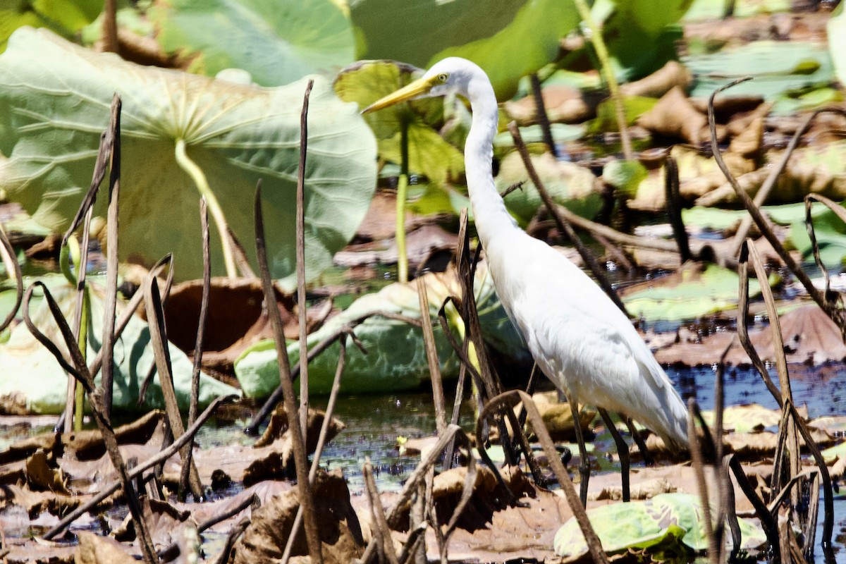 Plumed Egret - ML646872791