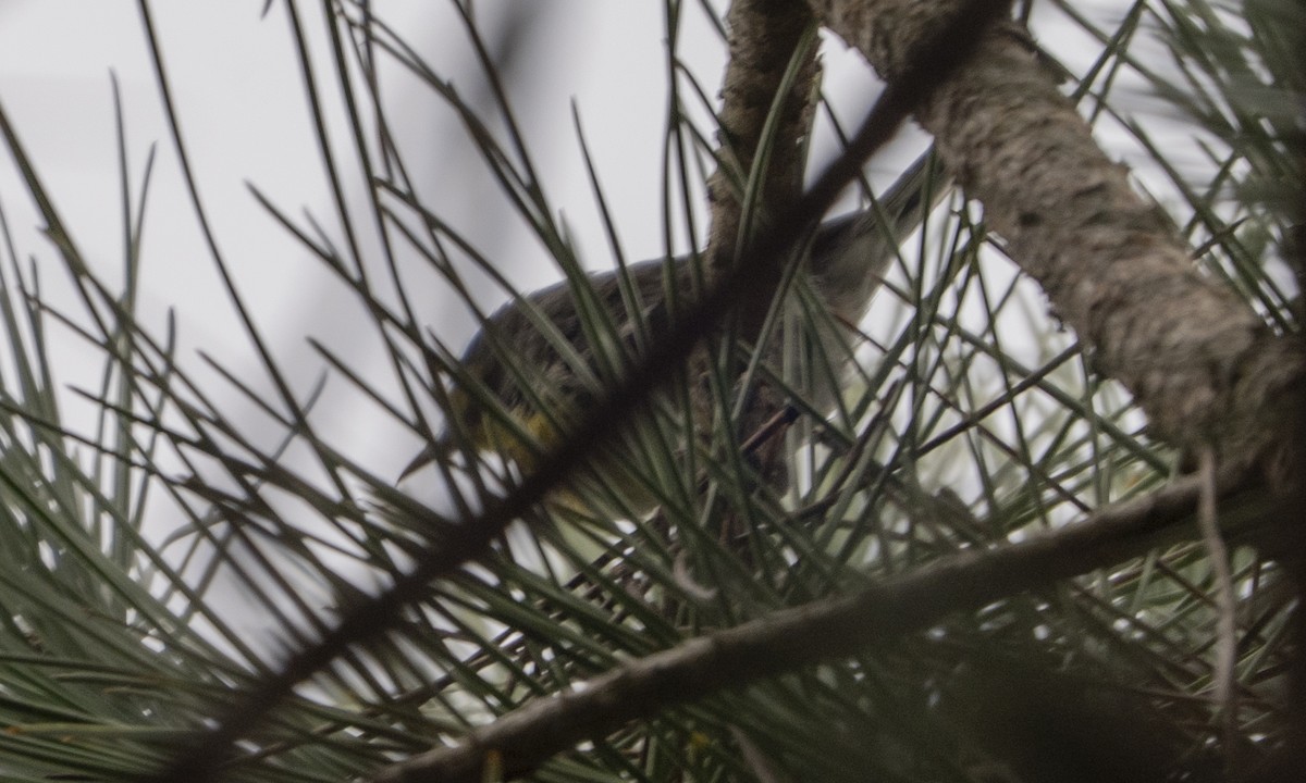 Аризонская древесница - ML646872795