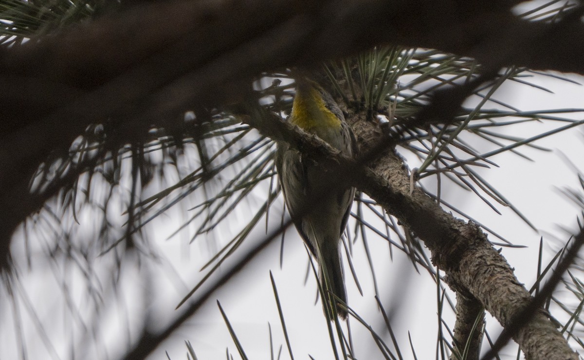 Аризонская древесница - ML646872797