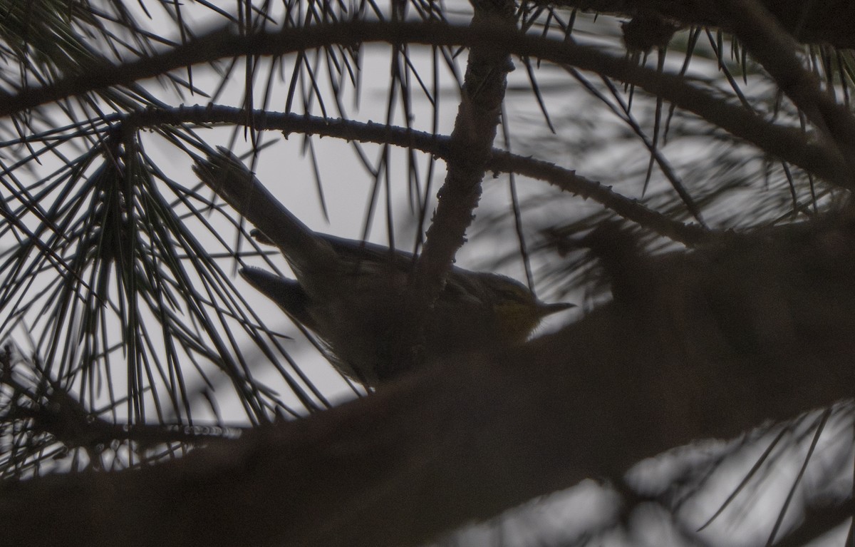 Аризонская древесница - ML646872798