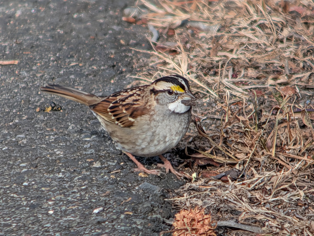 White-throated Sparrow - ML646872801