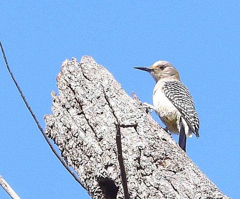 Golden-fronted Woodpecker - ML646872803