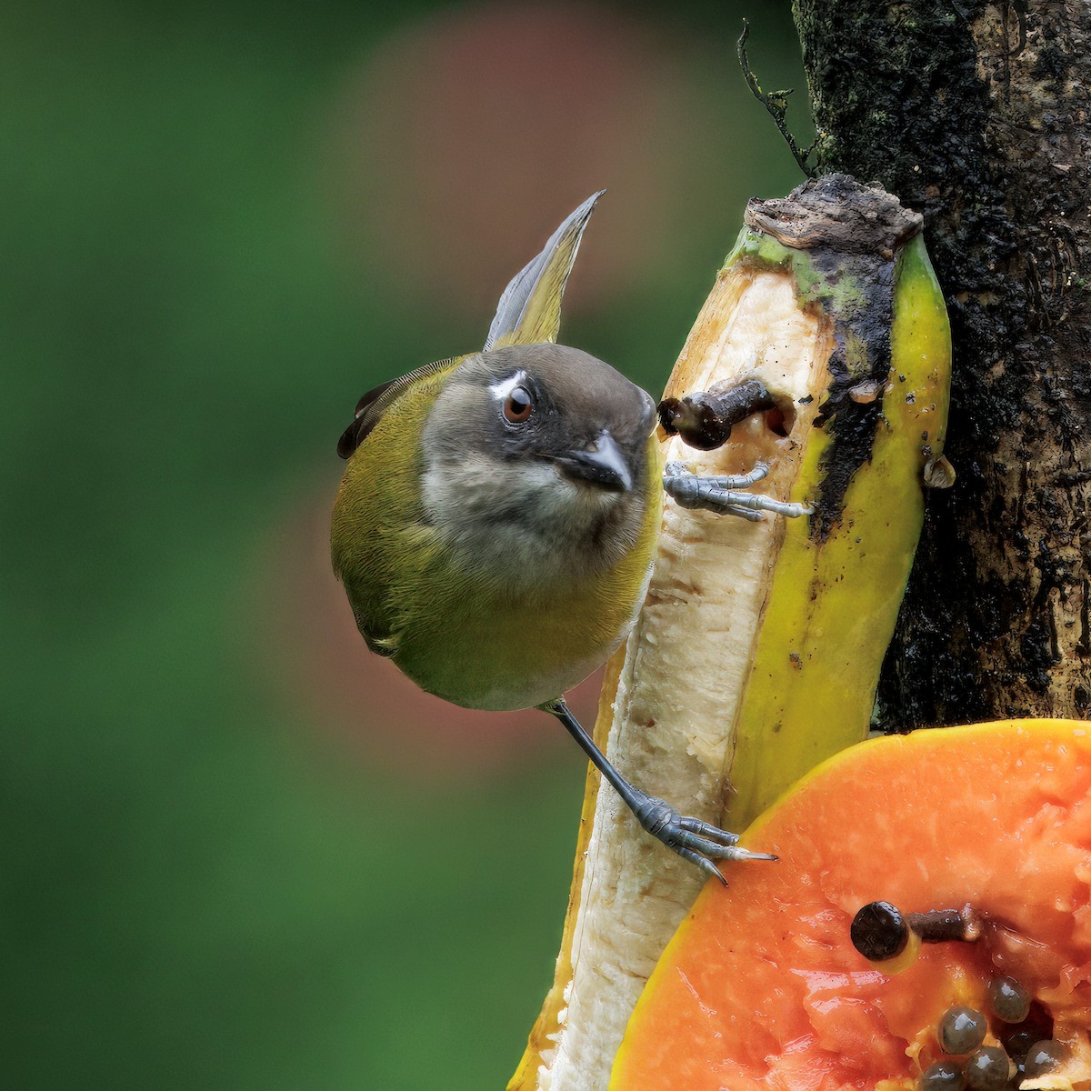 Common Chlorospingus - ML646872804