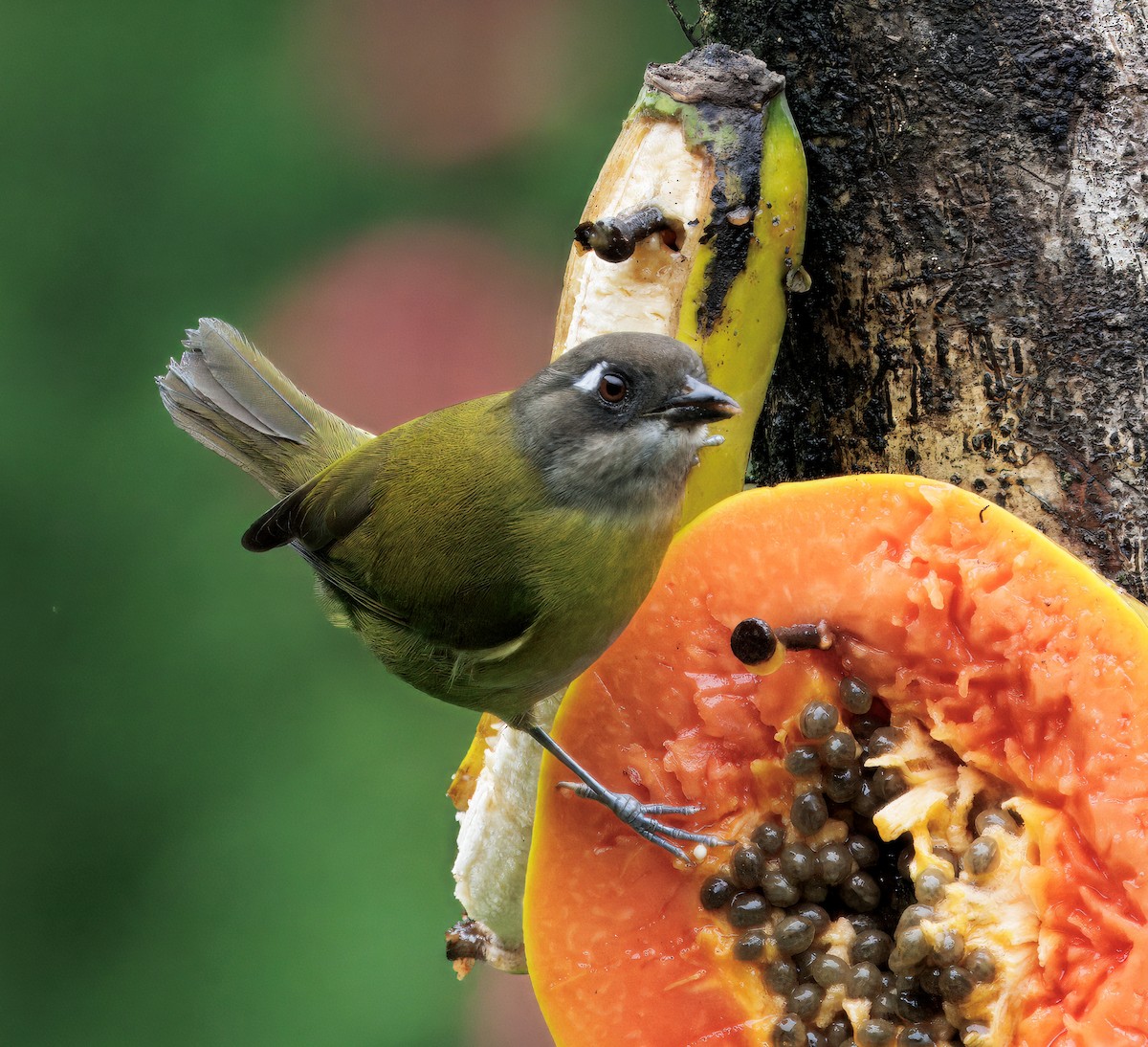 Common Chlorospingus - ML646872805