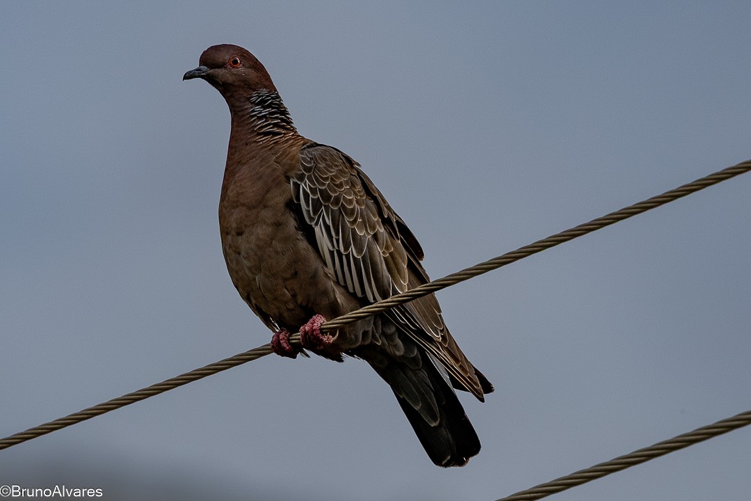 Picazuro Pigeon - ML646872806