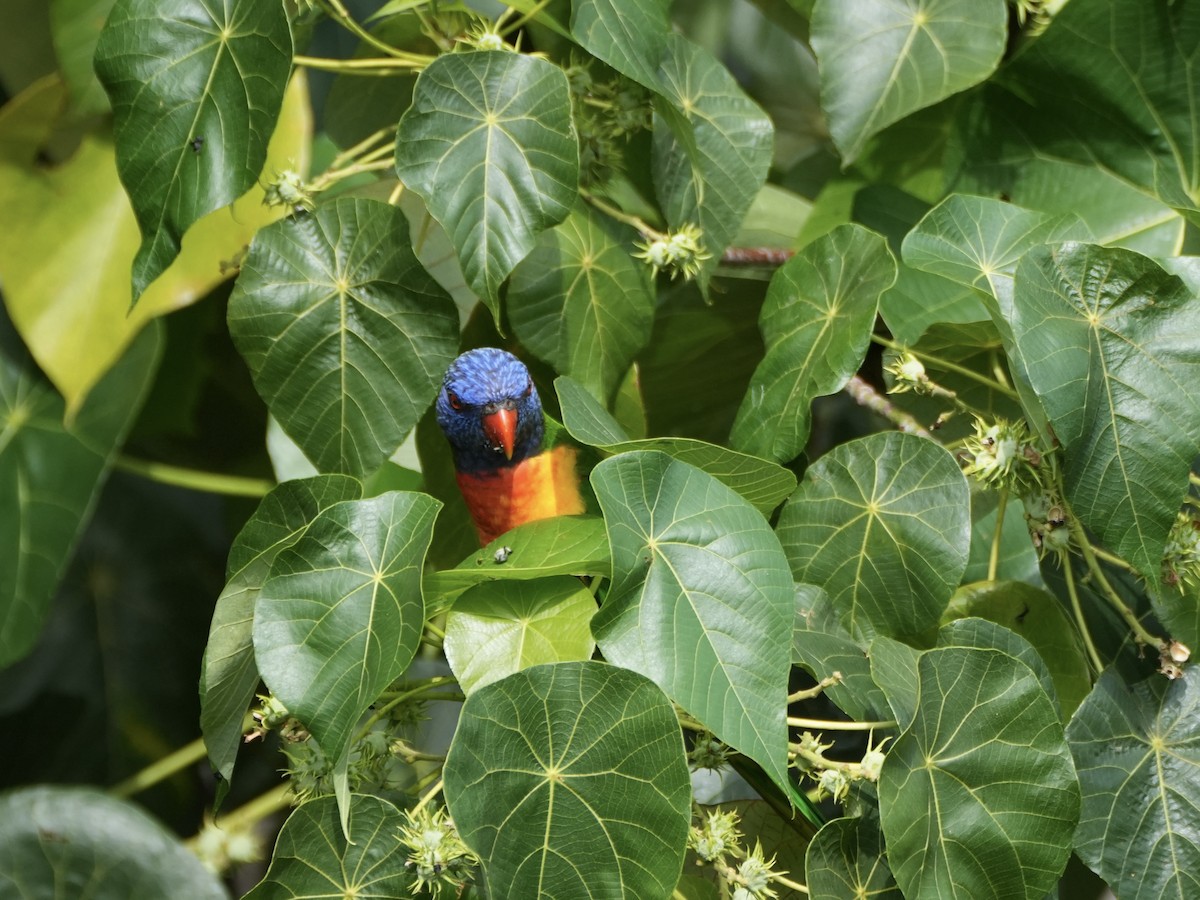 Rainbow Lorikeet - ML646872807