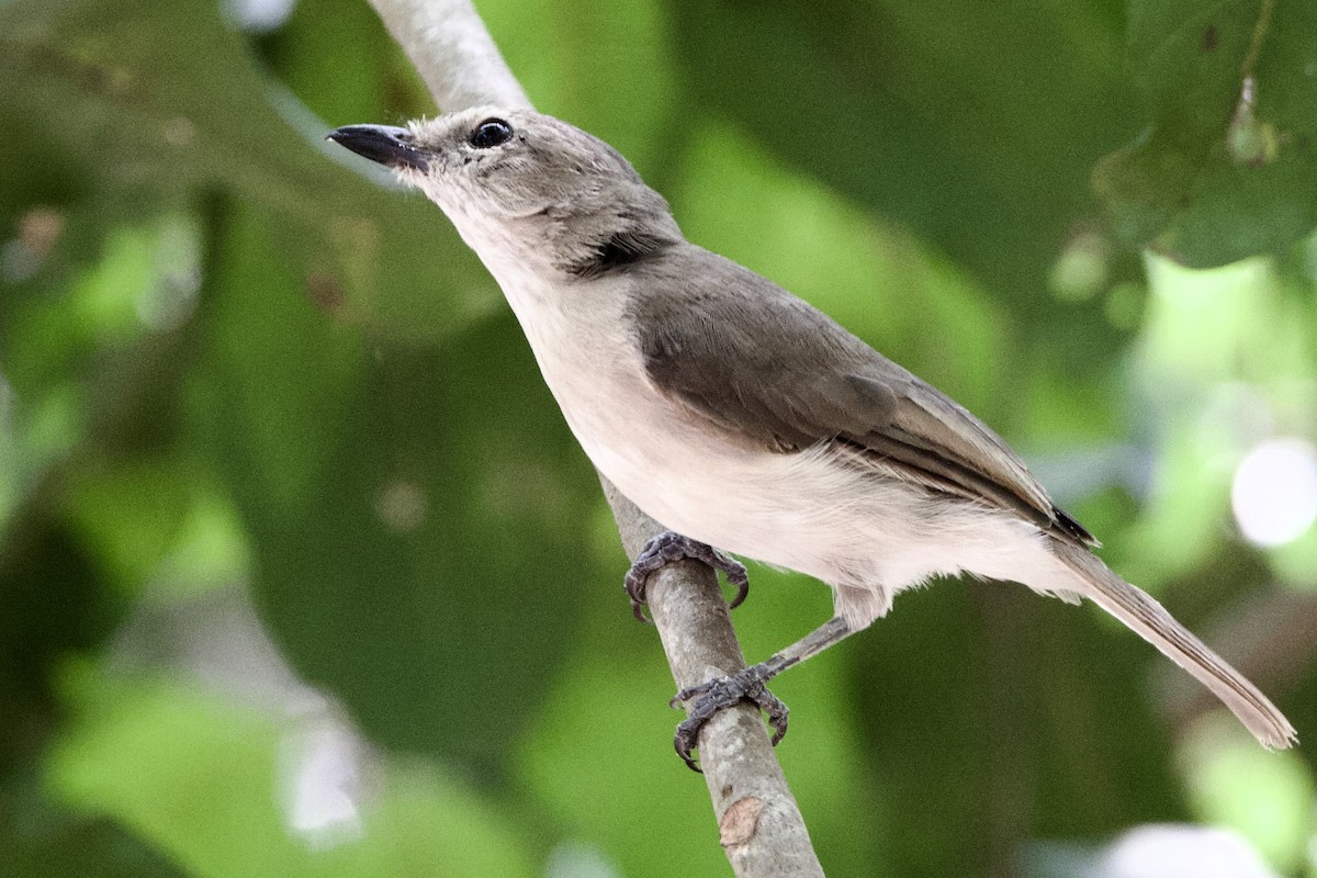 Свистун бурий - ML646872809