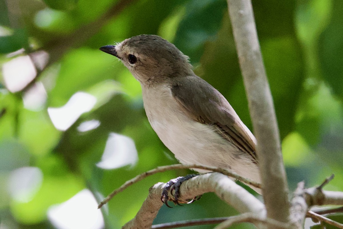 Свистун бурий - ML646872811