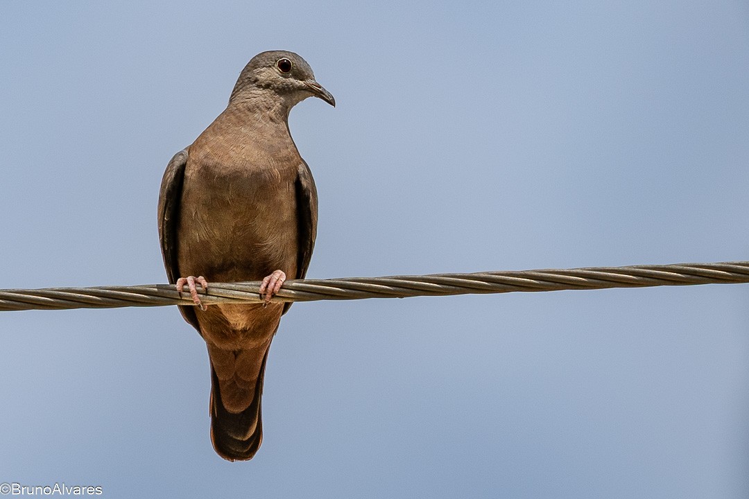 Ruddy Ground Dove - ML646872813