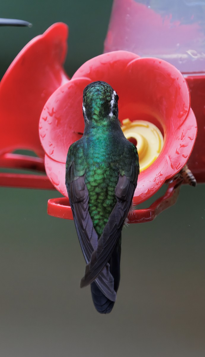 Purple-throated Mountain-gem - ML646872814