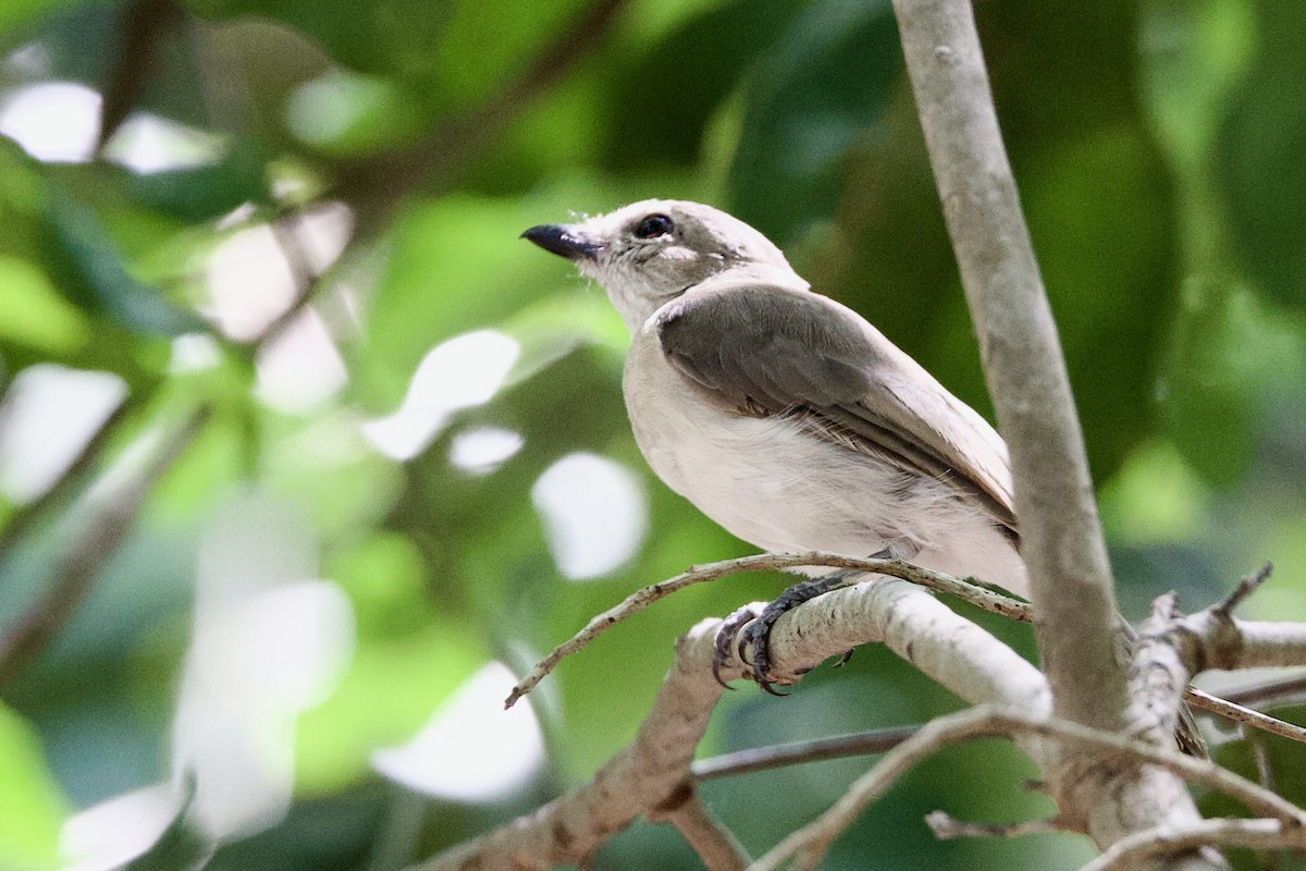 Свистун бурий - ML646872815