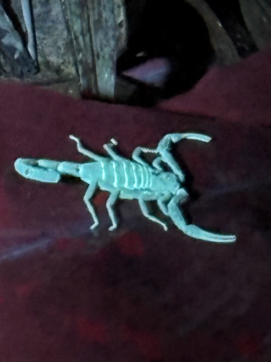 Scorpions - ML646872816