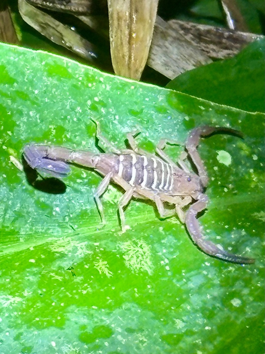 Scorpions - ML646872817