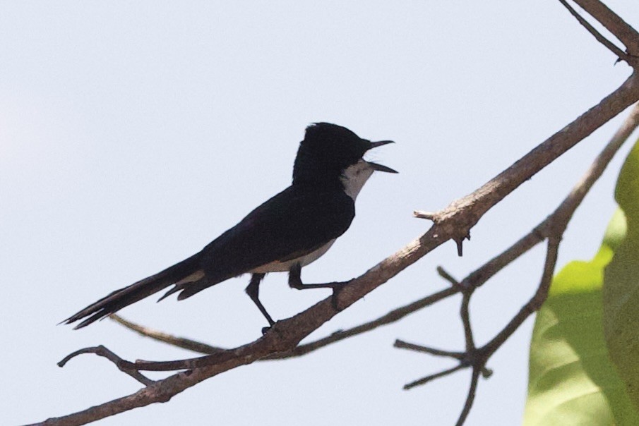 Міагра новогвінейська - ML646872822